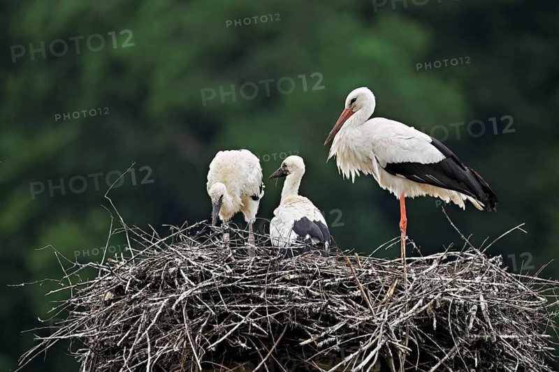 White stork (Ciconia ciconia), adult with two chicks standing on eyrie, Canton Aargau, Switzerland
