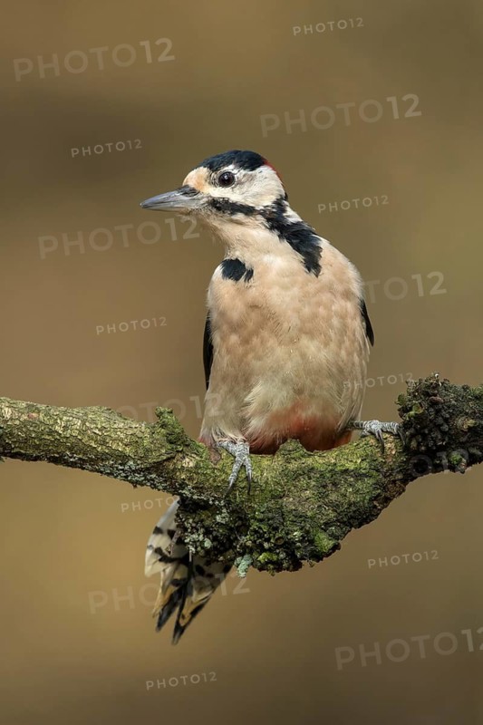 Grote Bonte Specht, great spotted Woodpecker, Dendrocopos major