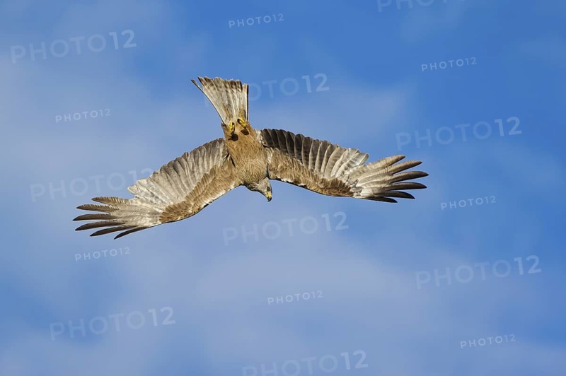 Schwarzer Milan im Flug jagend