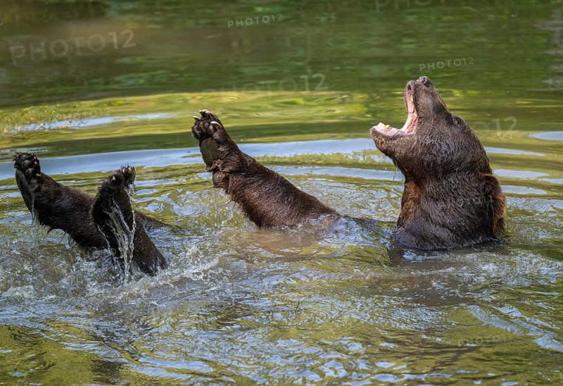 Brown bear (Ursus arctos) bathing in a pond, captive, Bavarian Forest National Park, Bavaria, Germany