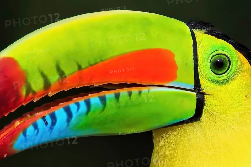 Keel-billed toucan (Ramphastos sulfuratus), animal portrait, Costa Rica
