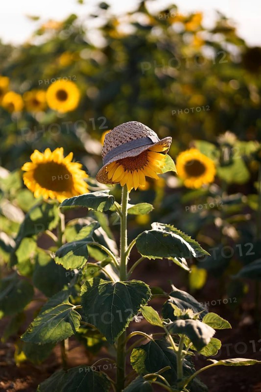 A vibrant sunflower stands tall in a sunny field, adorned with a playful straw hat. The bright yellow petals contrast with the soft, warm earth tones beneath