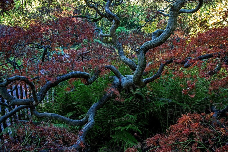 Fan maple (Acer palmatum), autumn colours, Downy Japanese Maple, Zoologischer Stadtgarten, Karlsruhe, Baden-Württemberg, Germany