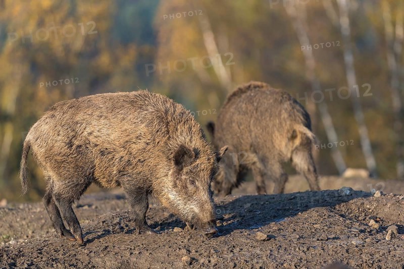 Two wild boar or wild pig (Sus scrofa), walking over a muddy opening searching for food, with an autumnal colored forest in the background in early morning light