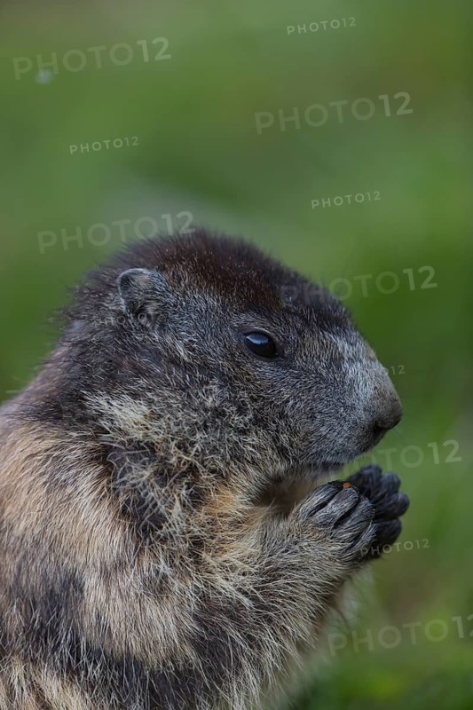 One adult Alpine Marmot, Marmota marmota, feeding on something. Closeup