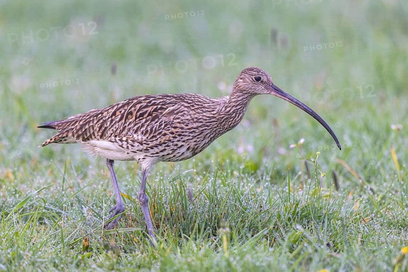 Eurasian Curlew (Numenius arquata) female foraging, North Rhine-Westpalia, Germany