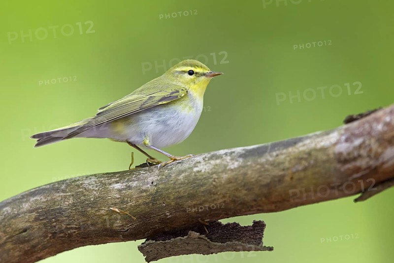Wood Warbler (Phylloscopus sibilatrix), Rhineland-Palatinate, Germany