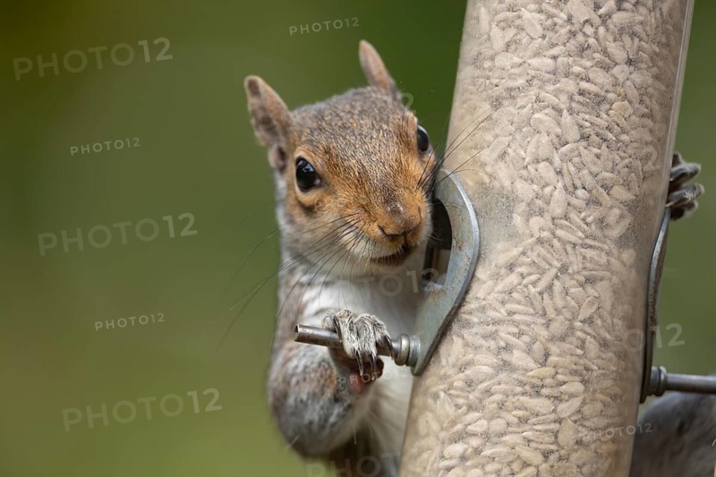 Grey squirrel (Sciurus carolinensis) adult animal on a garden bird seed feeder, Suffolk, England, United Kingdom