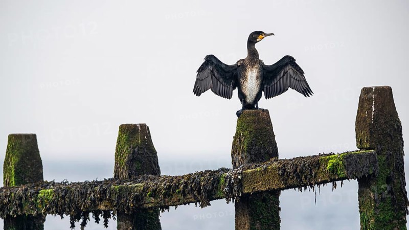 Great Cormorant (Phalacrocorax carbo)