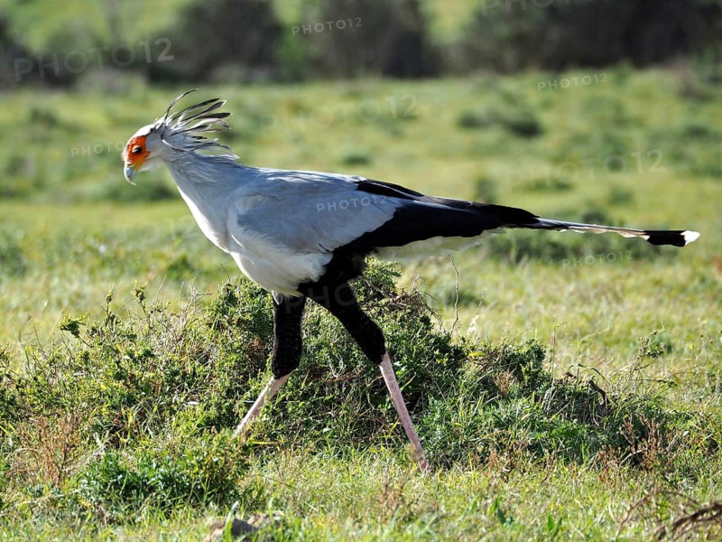 Secretary (Sagittarius serpentarius)