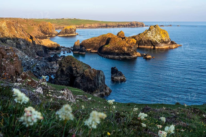 Coastal landscape in Kynance Cove. White blooming wildflowers in front. Evening, golden hour. Kynance Cove, Lizard Peninsula, Cornwall, England, Great Britain