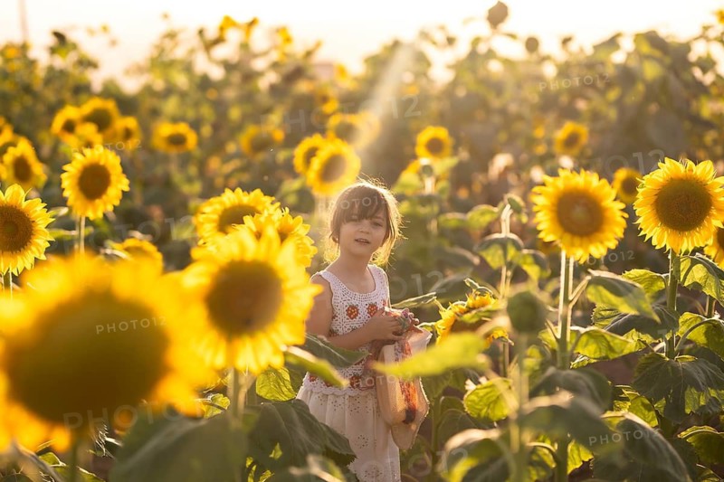 A young girl joyfully wanders through a vibrant sunflower field during golden hour. The warm sunlight bathes the scene, creating a cheerful and serene atmosphere