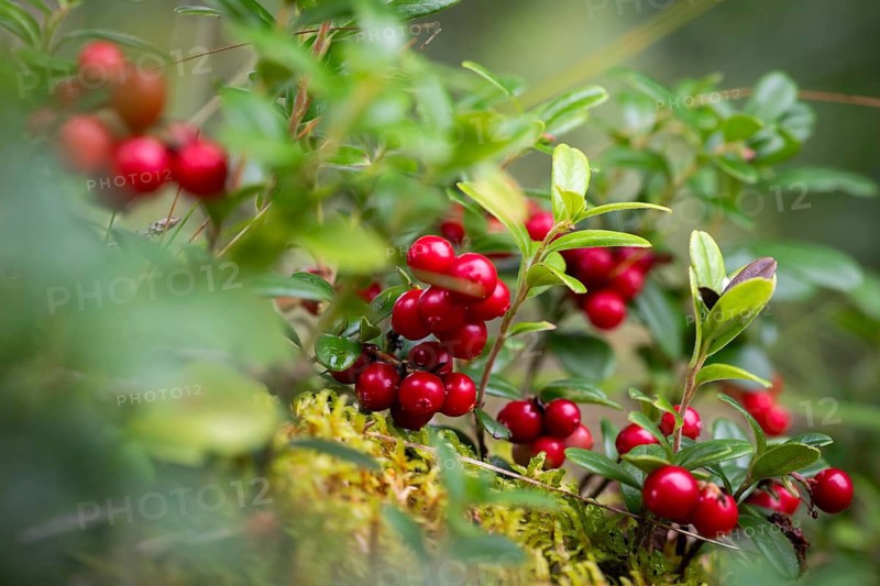 Ripe red shiny cranberries (Vaccinium vitis-idaea), forest, Sweden