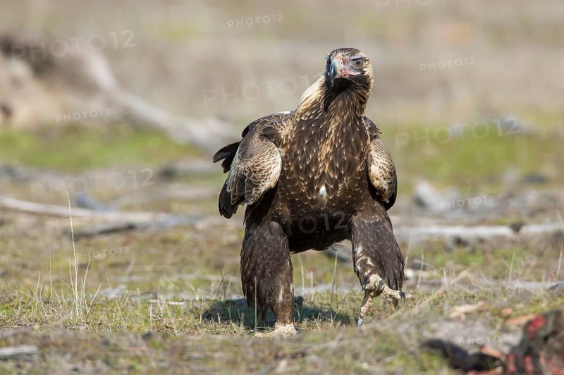 Wedge-tailed Eagle (Aquila audax) juvenile, Victoria, Australia