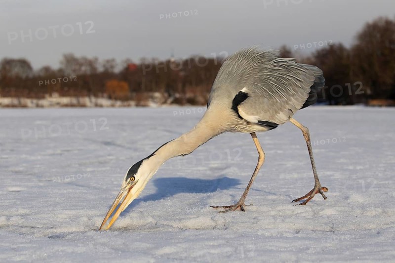 Grey Heron (Ardea cinerea), Berlin, Germany