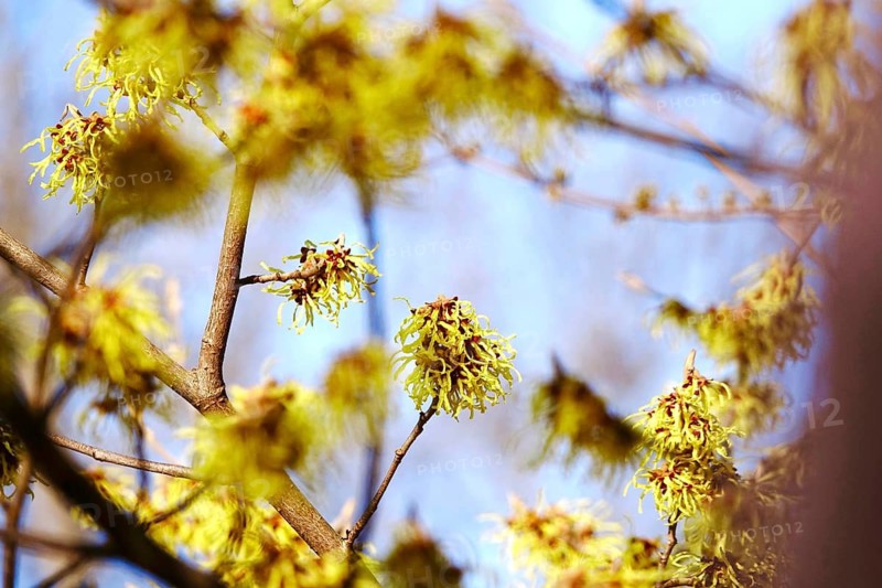 Flowering witch hazel (Hamamelis intermedia), winter, Germany