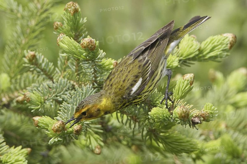 Cape May Warbler (Setophaga tigrina), Manitoba, Canada