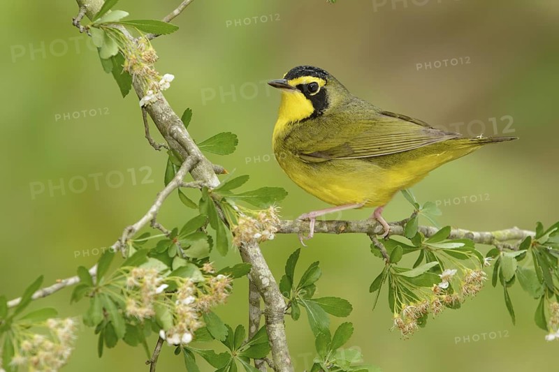 Kentucky Warbler (Geothlypis formosa) male, Texas, USA