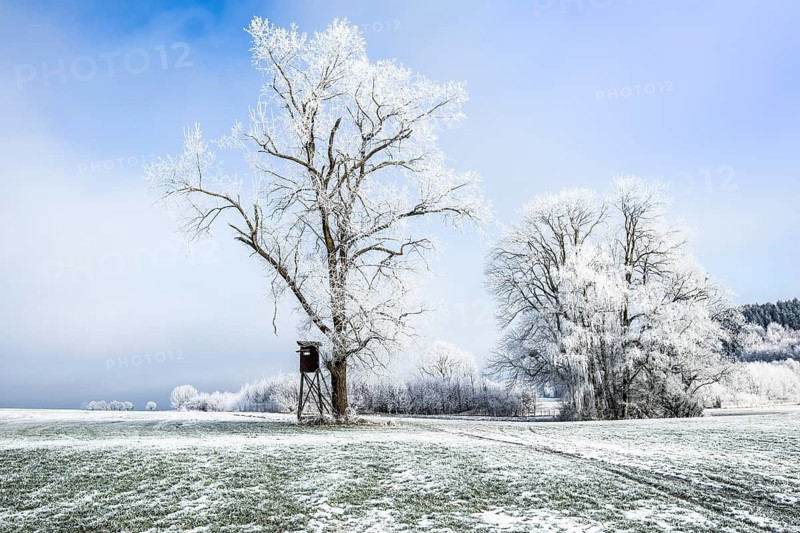 Snow-covered trees stand in a quiet field with a hunter's stand under a clear sky, hoarfrost in Unterallgäu, Bavaria, Germany