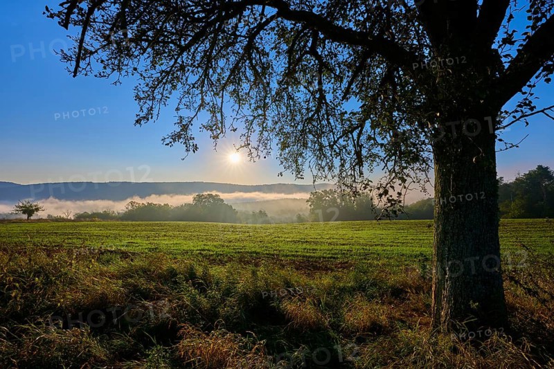 A calm sunrise over a misty meadow with an apple tree (Malus domestica) in the foreground, autumn, Großheubach, Miltenberg, Spessart, Bavaria, Germany