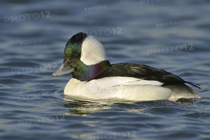 Bufflehead (Bucephala albeola) male, California, USA