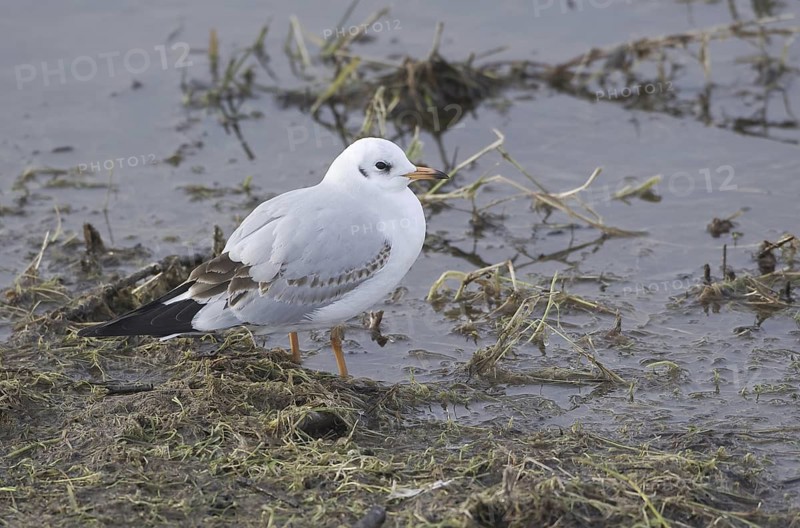 Black-headed Gull (Chroicocephalus ridibundus), Mecklenburg-Western Pomerania, Germany