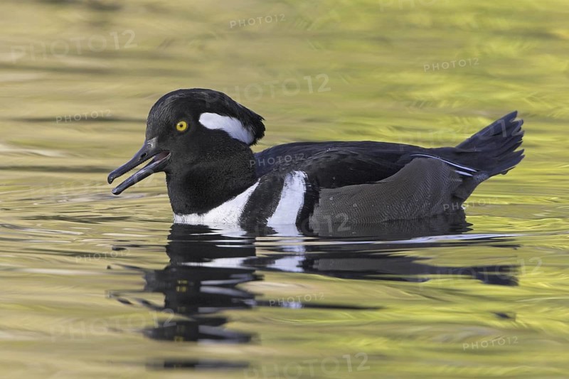 Hooded Merganser (Lophodytes cucullatus) male, British Columbia, Canada
