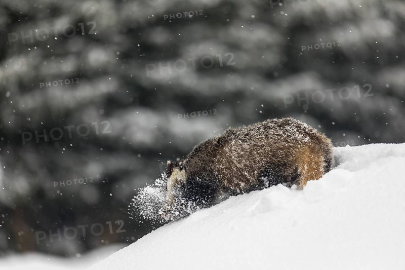 One young European badger (Meles meles) walking through deep snow during snow fall