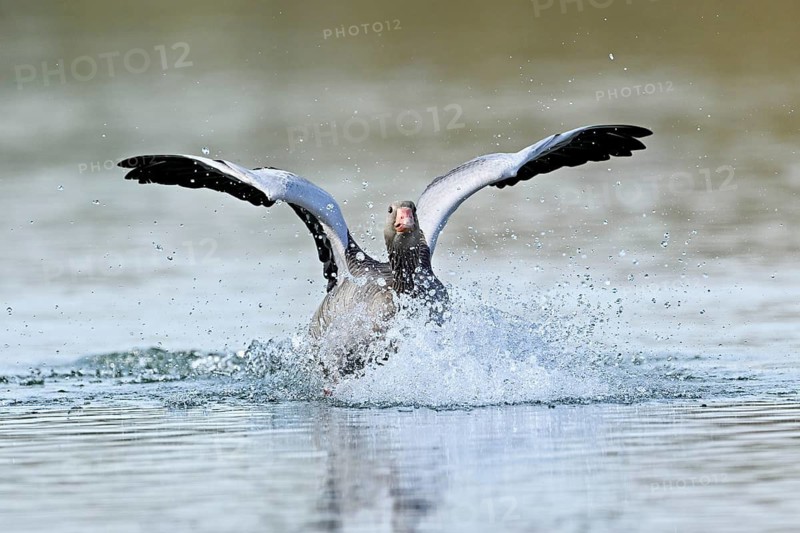 Greylag goose (Anser anser), approaching the water, Flachsee, Canton Aargau, Switzerland