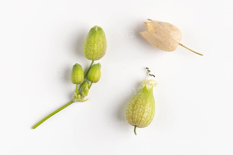 Seed heads of common ragwort (Silene vulgaris), white background, close-up