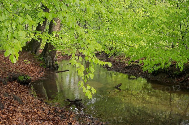 Stream and beech forest in spring, with fresh beech leaves, Oberhausen, Ruhr area, North Rhine-Westphalia, Germany