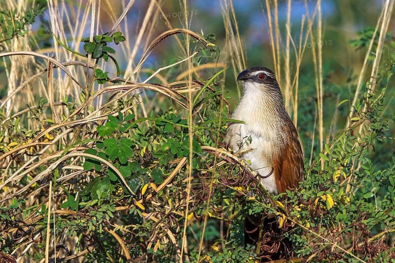 White-browed Cuckoo (Centropus superciliosus), Animals, Birds, South Africa