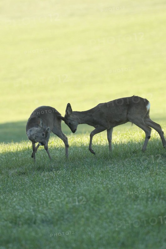 European roe deer (Capreolus capreolus) fawn in velvet and winter coat playing with another fawn, Allgäu, Bavaria, Germany
