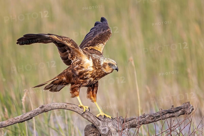 Western marsh-harrier (Circus aeruginosus) medium-sized bird of prey, female, hunting in reeds, looking for food, defending her own territory, Toledo, Spain