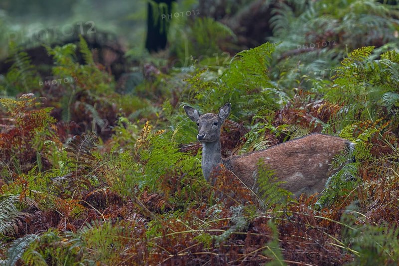 A fallow deer (Dama dama) searches for acorns among the bracken, acorn mast, autumn, rut, fallow deer rut, October, Germany