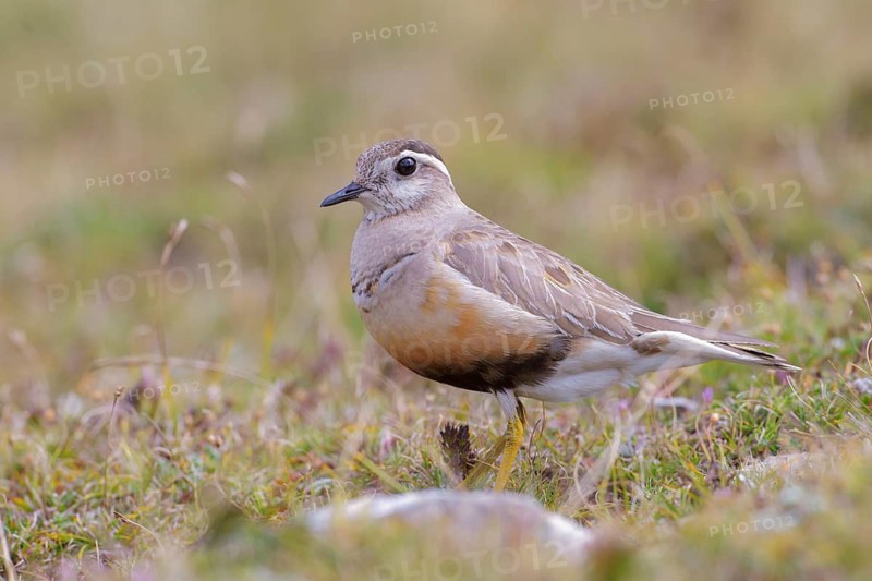 Eurasian Dotterel (Charadrius morinellus) male, Abruzzo, Italy