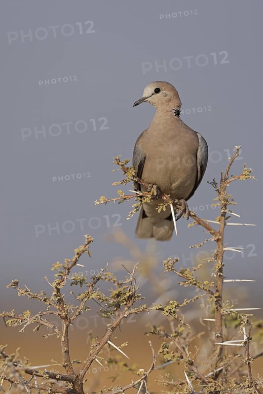Ring-necked Dove (Streptopelia capicola), Oshikoto, Namibia