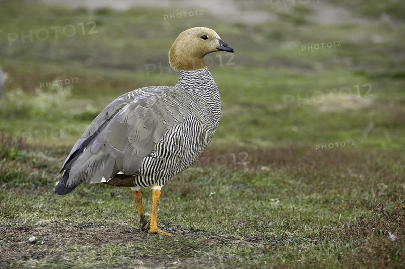 Ruddy-headed Goose (Chloephaga rubidiceps), Falkland Islands
