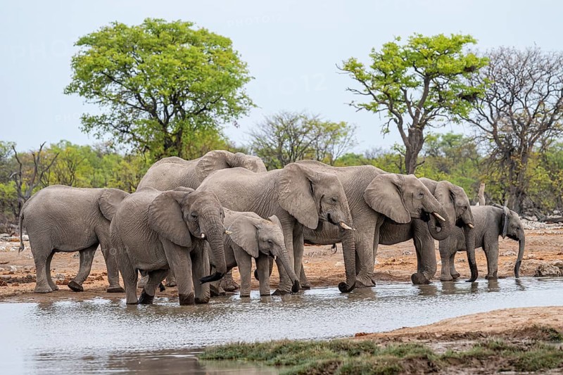 Herd of animals, animal family with young, African elephant (Loxodonta africana) drinking at a waterhole, Etosha National Park, Namibia