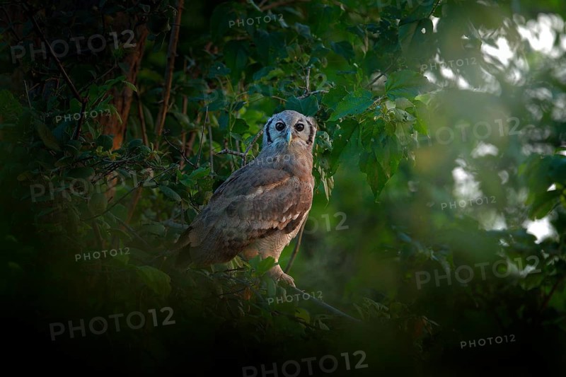 Verreaux's Eagle Owl. Rare African owl in the nature habitat in Okawango delta, Moremi Botswana. Night bird with tree forest habitat
