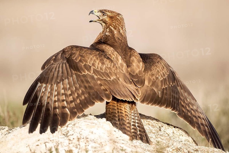 Common Buzzard (Buteo buteo) calling, perched on a rock, Castile-La Mancha, Spain