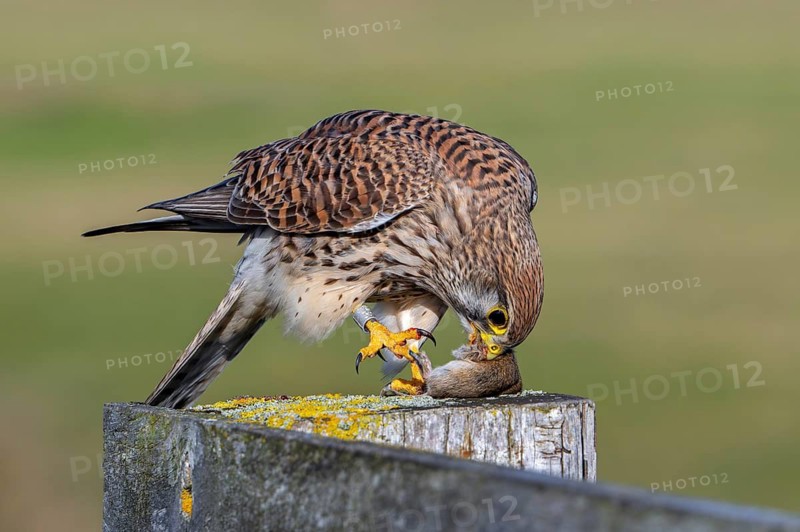 Common kestrel / European kestrel (Falco tinnunculus) female perched on wooden fence post eating caught vole prey