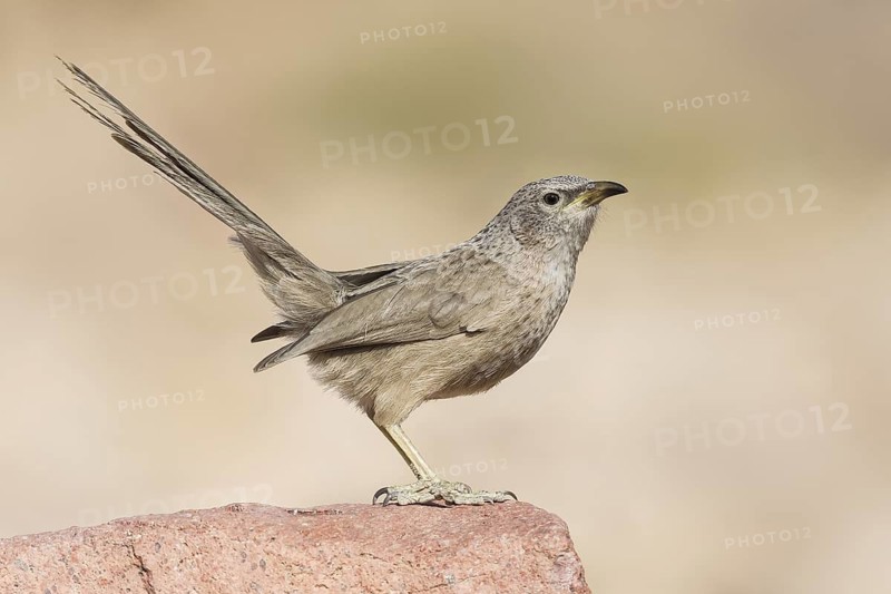 Arabian Babbler (Turdoides squamiceps) juvenile, Eilat, Israel