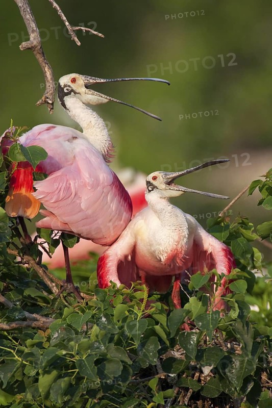 Roseate Spoonbill (Platalea ajaja), Texas, USA