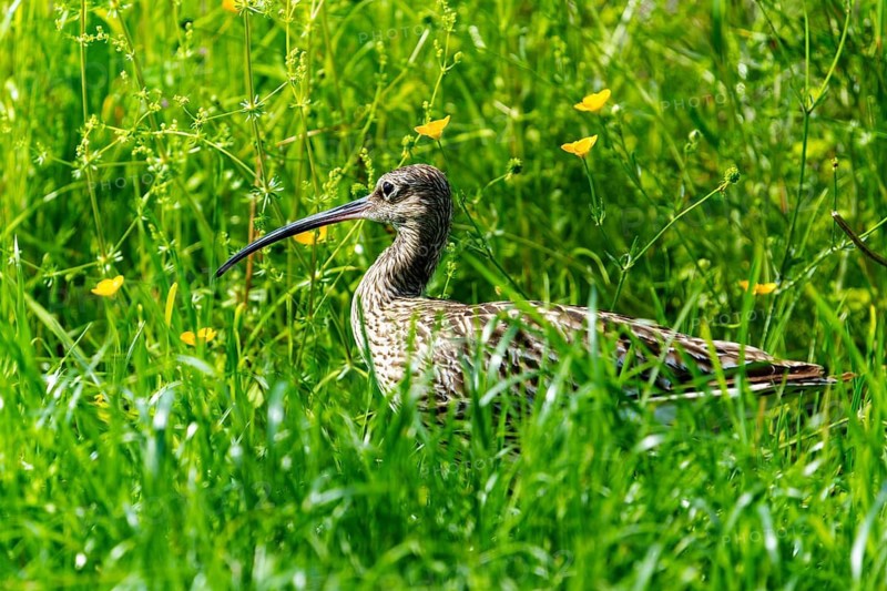 A bird with a long beak sits in a green meadow full of yellow flowers, curlew, (genus Numenius), France