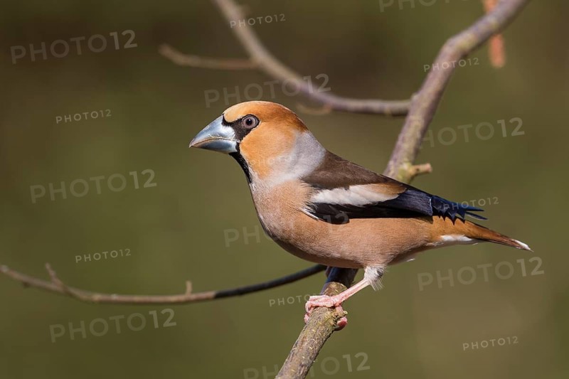 Hawfinch - Kernbeisser - Coccothraustes coccothraustes, Germany