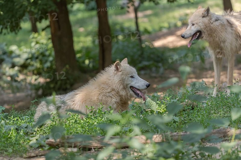 One Arctic wolf (Canis lupus arctos) standing and one wolf lying in green vegetation on hilly ground in a forest