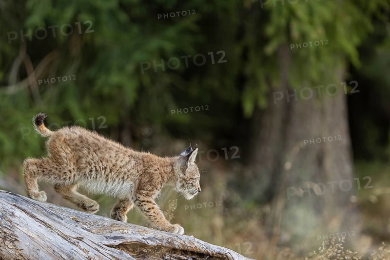 One young (10 weeks old) male Eurasian lynx, (Lynx lynx), walking over a rotten tree