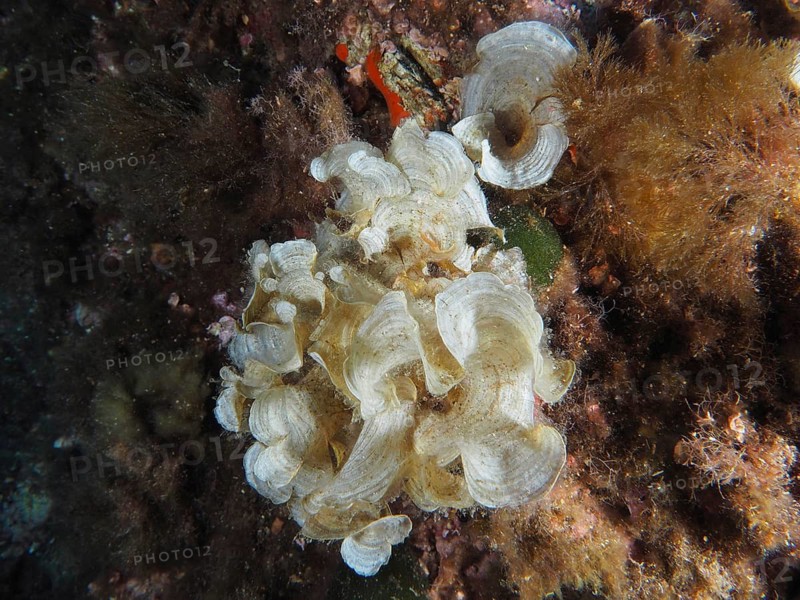 White funnel algae (Padina pavonica) on rough substrate, dive site peninsula Giens, Mediterranean Sea, Porquerolles, Provence, Côte d'Azur, France