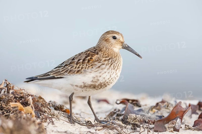 Alpenstrandläufer, Calidris alpina Dunlin, Calidris alpina